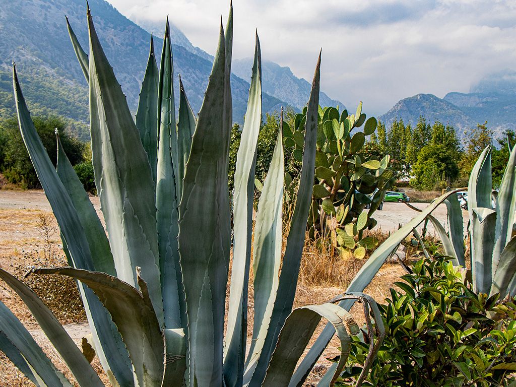 Agave