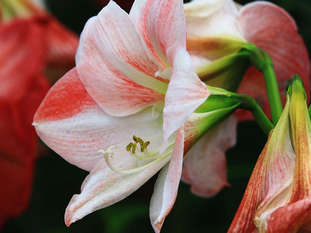Amaryllis
