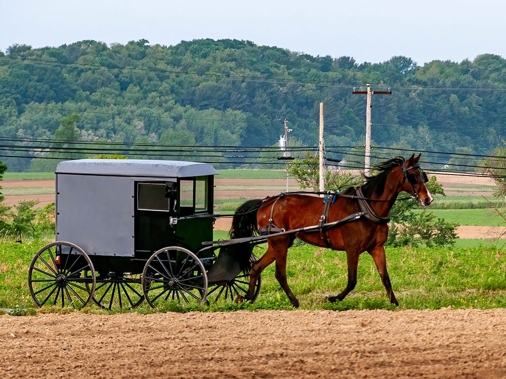 Amish paard en kar