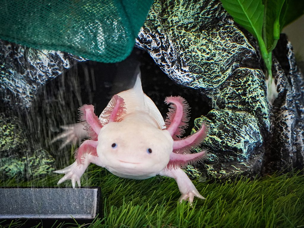 Axolotl