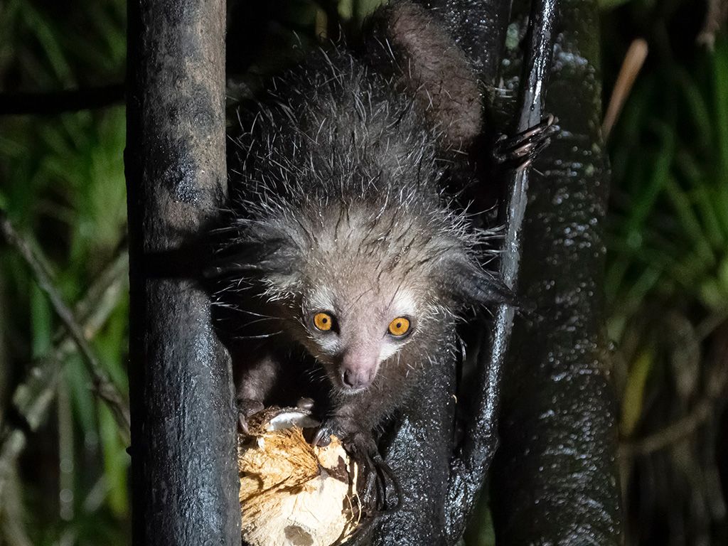 Aye-Aye