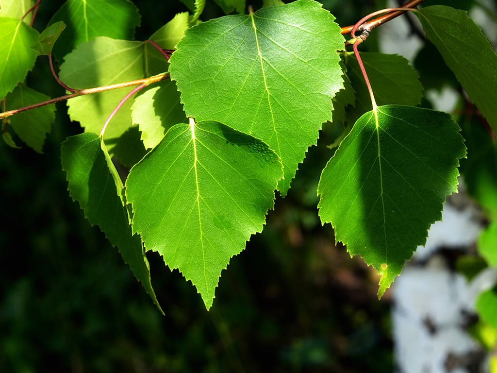 Ruwe berk (Betula Pendula)