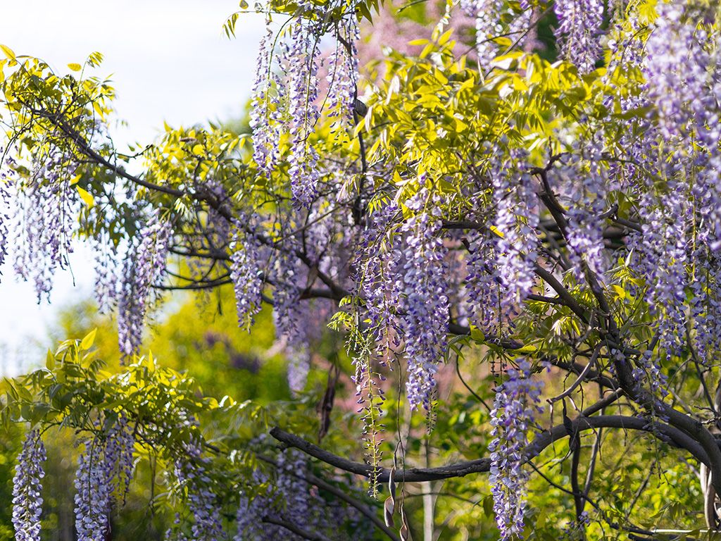 Wisteria