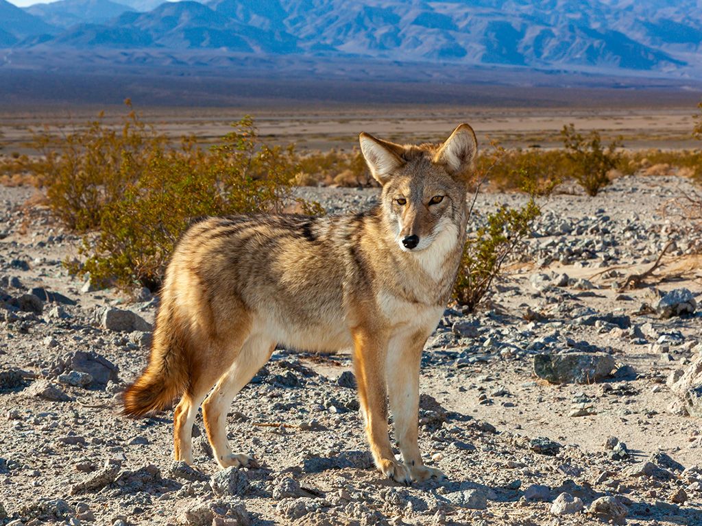Coyote
