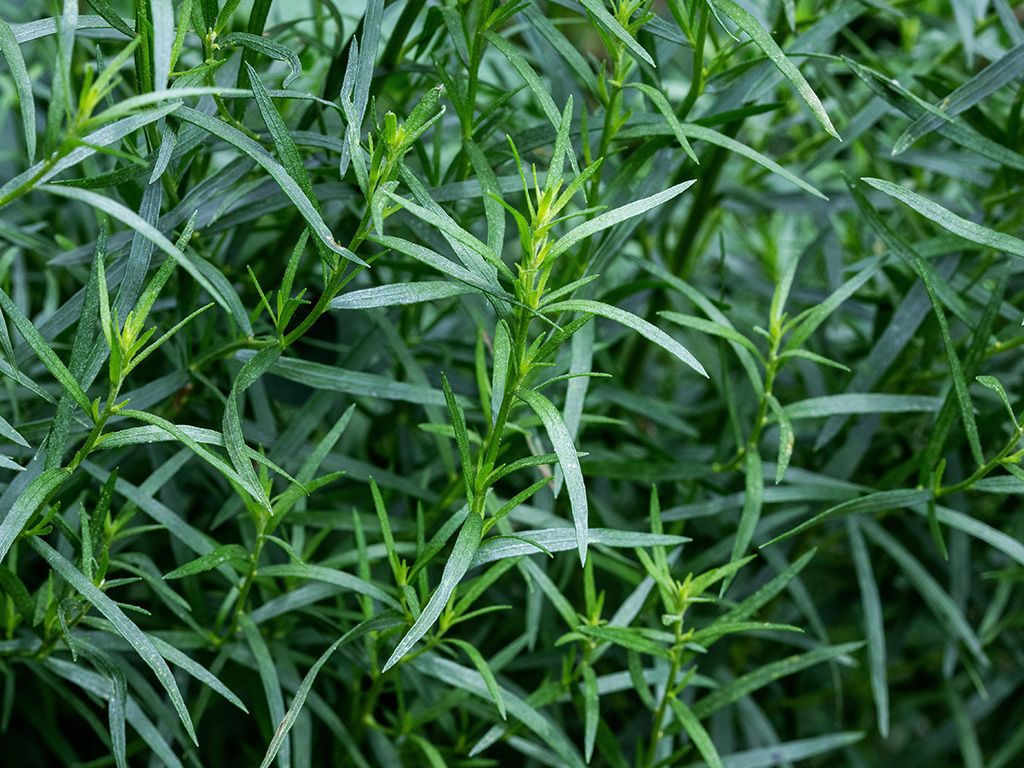 We zoeken de naam van een kruid afkomstig uit Centraal-Azië, dat behoort tot de composietenfamilie (Asteraceae) en bekendstaat als een vaste plant met eetbare blaadjes en bloemen. Dit kruid is een essentieel ingrediënt in het kruidenmengsel fines herbes en geeft smaak aan gerechten zoals soepen, eiergerechten en boter. Het wordt vooral gebruikt in klassieke sauzen, zoals bearnaise en bechamel, en komt vaak voor in vinaigrettes en dijonmosterd. In het Nabije Oosten worden de jonge uitlopers van deze plant geserveerd als aperitiefhapje. Weet jij de naam van dit kruid?