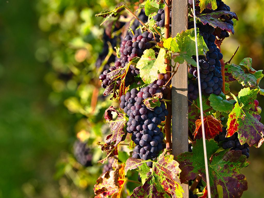 Chardonnay, Pinot noir en Pinot meunier