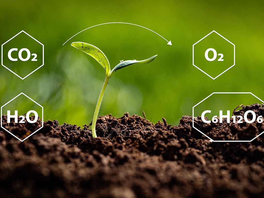 In de natuur bestaat er een essentieel proces waarbij planten koolstofdioxide en water omzetten in zuurstof en glucose (een onderdeel van koolhydraten) met behulp van lichtenergie. Dit proces speelt een cruciale rol in het leven op aarde, aangezien het zorgt voor zuurstofproductie en energieopslag. Weet jij de naam van dit proces?