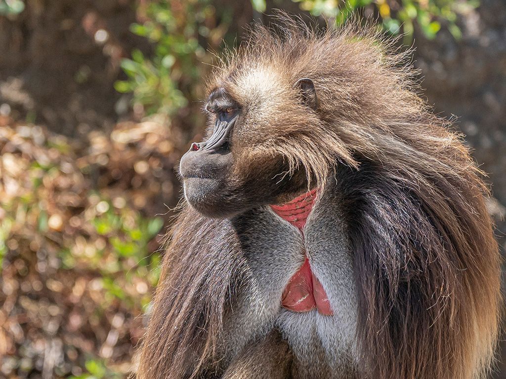 Gelada