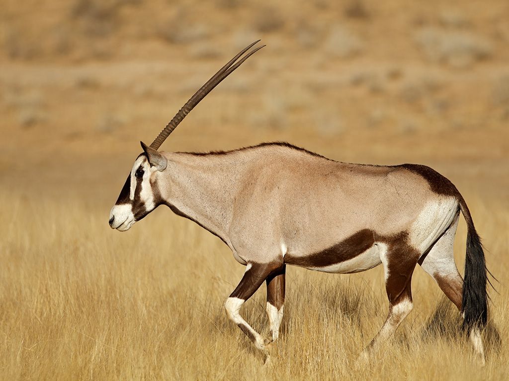 Gemsbok