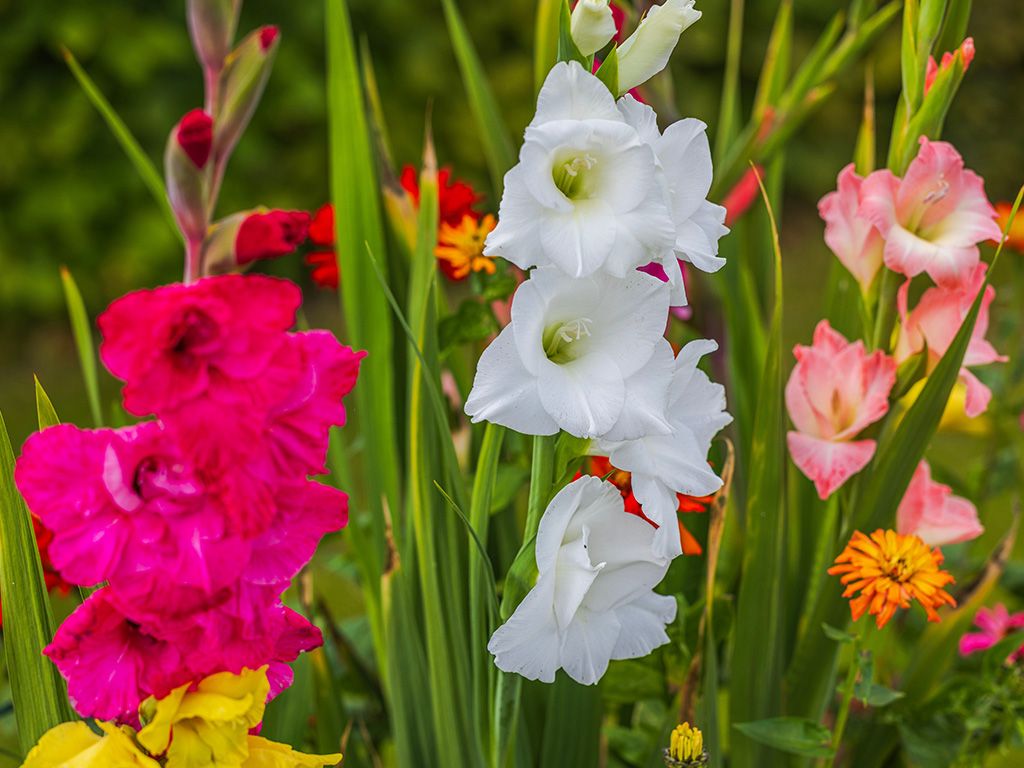 Gladiolus
