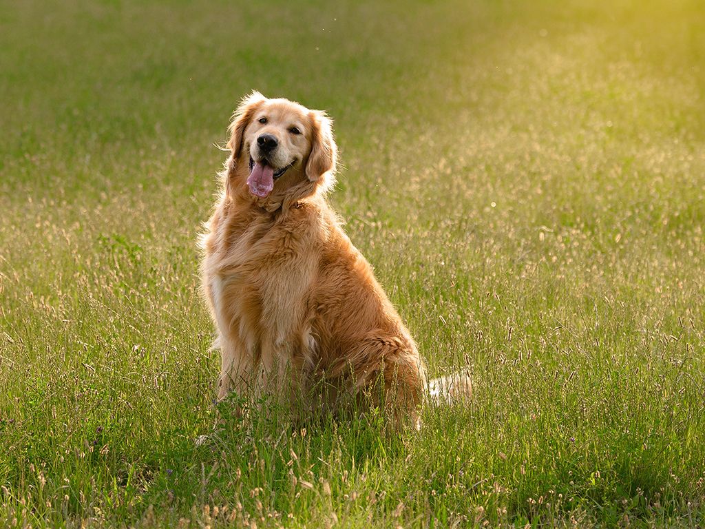 Golden Retriever