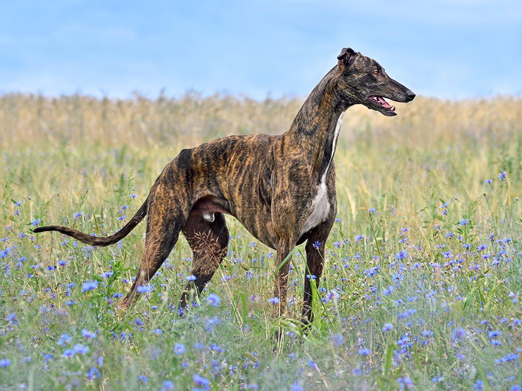 Greyhound