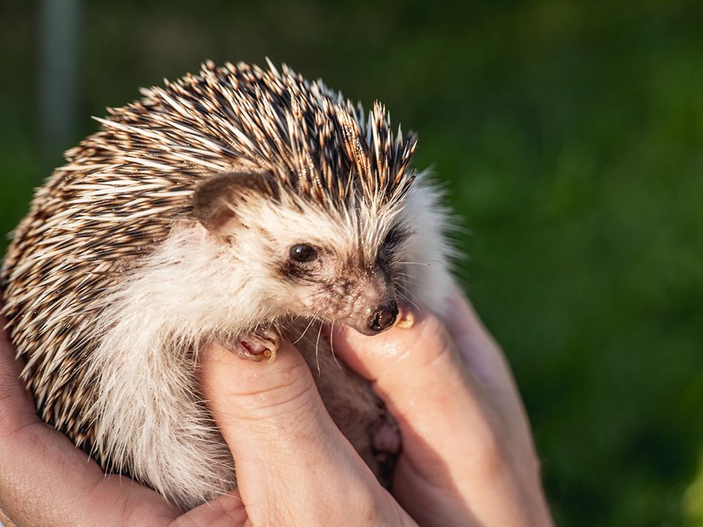 Hedgehog