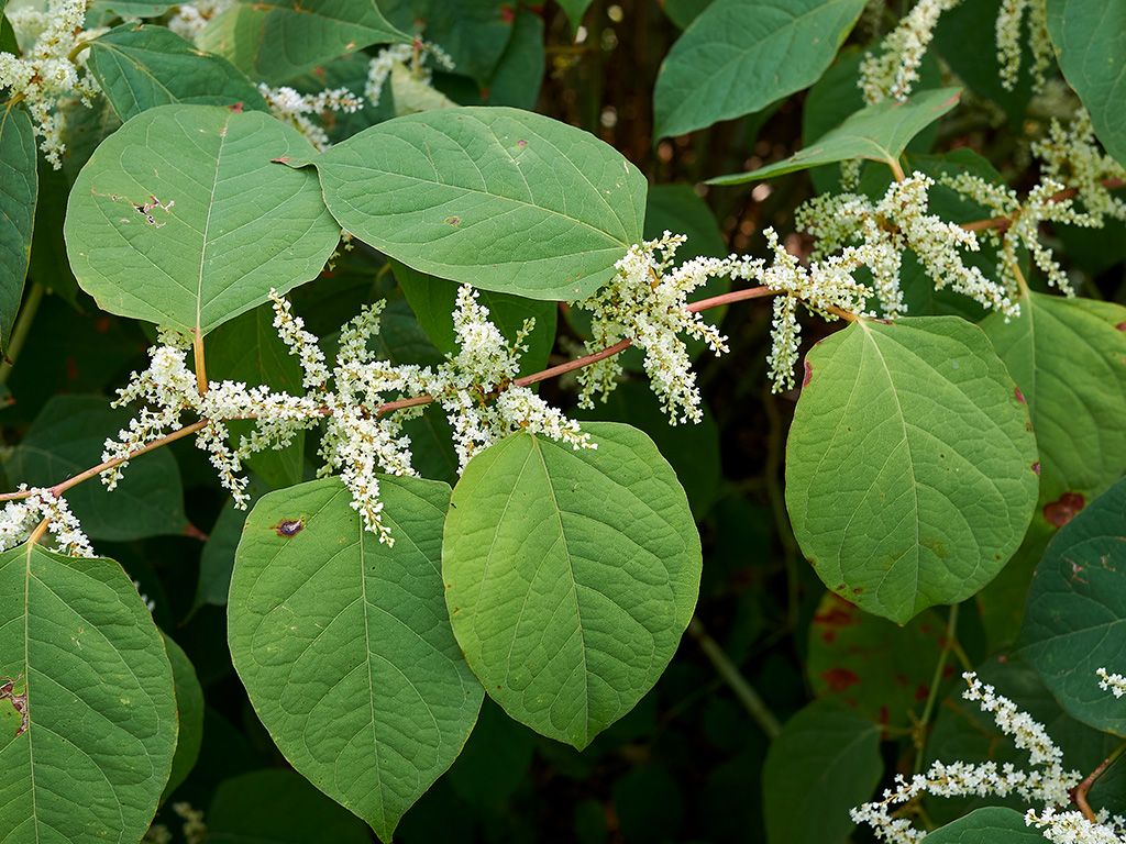 Japanse duizendknoop