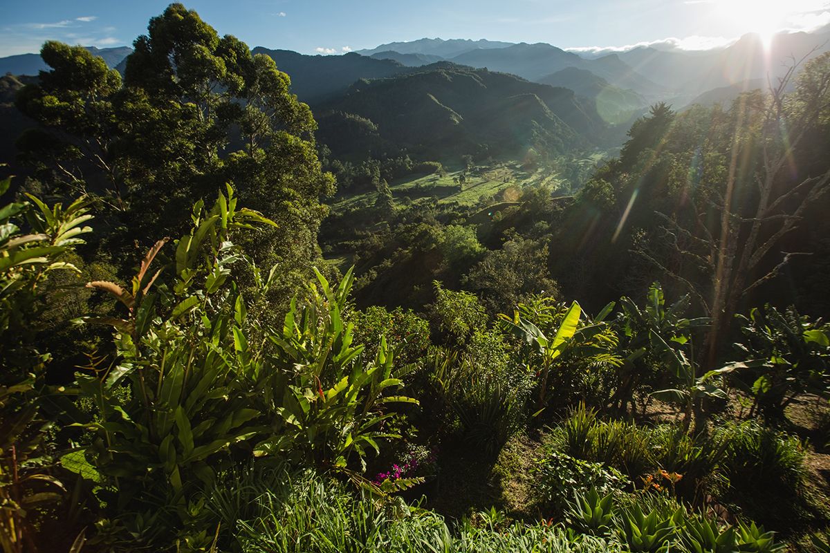Het verhaal klinkt als een film. Op 9 juni 2023 worden vier kinderen van 13, 9 en 4 jaar en een baby na 40 dagen uit de jungle gered. Zelfs de baby die zijn eerste verjaardag in het oerwoud vierde, overleefde de zware tijd. In welk land gebeurde dit wonderbaarlijke verhaal?