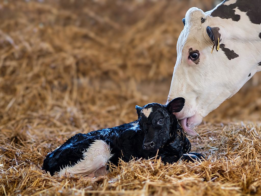 Hoe heet de eerste, geelachtige en dikkere melk die een zoogdier produceert direct na de geboorte, en die rijk is aan afweerstoffen die het pasgeboren dier beschermen tot het zelf een immuunsysteem heeft?