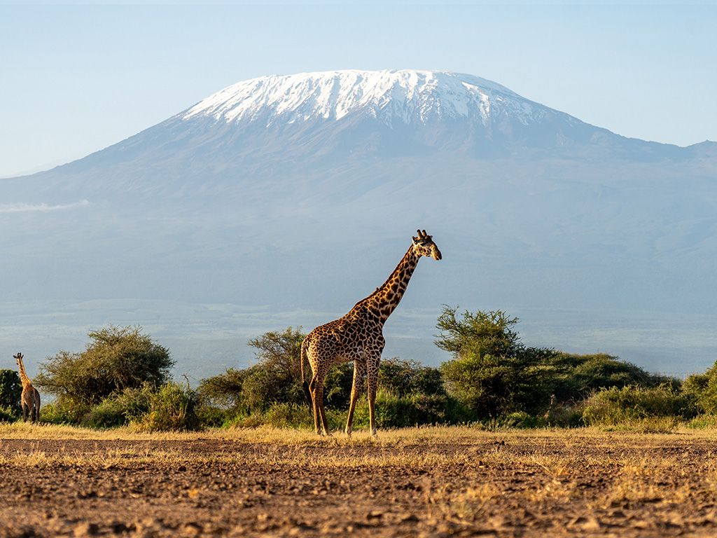 Kilimanjaro
