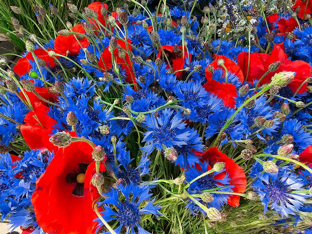 Korenbloem en klaprozen