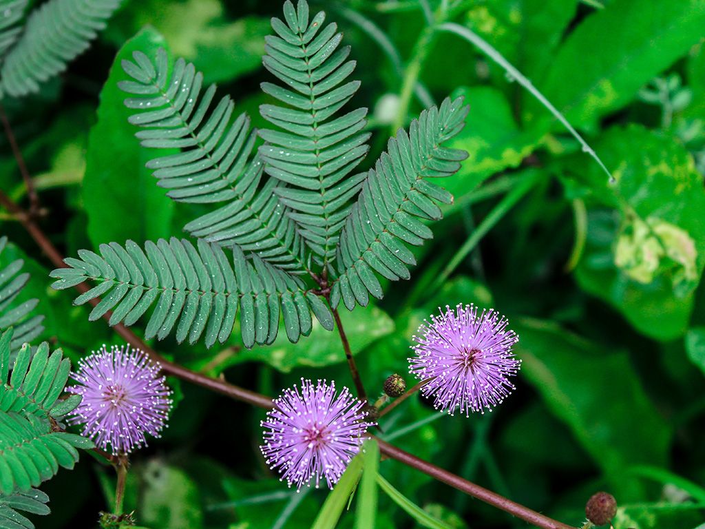 Kruidje-roer-me-niet