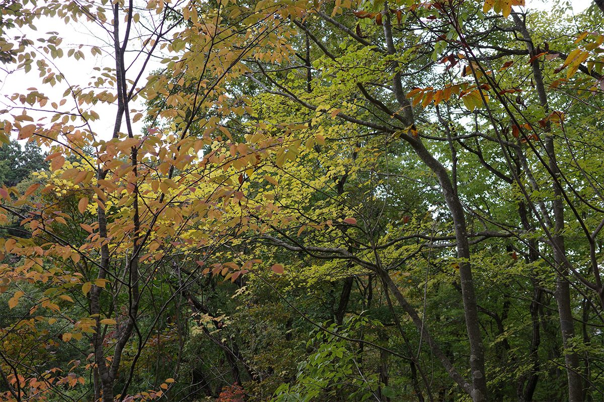 We zoeken de naam van het bos gelegen aan de Vaartdijkstraat in Sint-Michiels, deelgemeente van Brugge. Het bos wordt door milieuactivisten als symbooldossier gezien voor de andere bedreigde bossen in Vlaanderen. Dankzij de bezetting van 2009 wordt het resterende deel beschermd. Welk bos zoeken we?