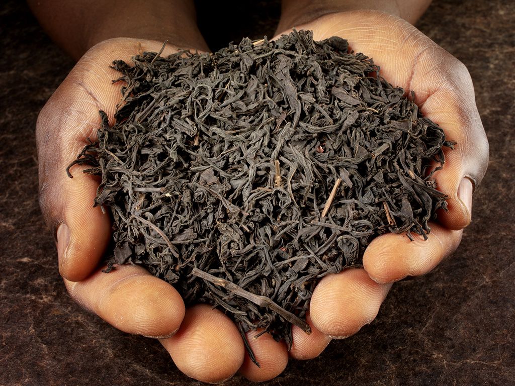Lapsang souchong