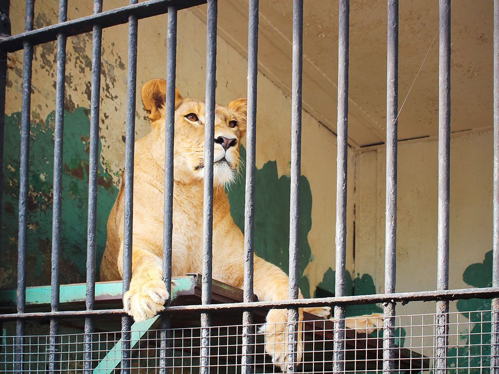 Vele kinderen hadden hun schooluitstapje op 21 juni 2018 wellicht anders voorgesteld. Men moest uren in de bussen blijven zitten op de parking van Planckendael omdat er een leeuwin ontsnapt was. Na 2 mislukte pogingen tot verdoving heeft men helaas het dier moeten neerschieten omdat het te dicht bij een treinwagon kwam waarin enkele bezoekers verscholen zaten. Kennen jullie de naam nog van deze onfortuinlijke leeuwin?