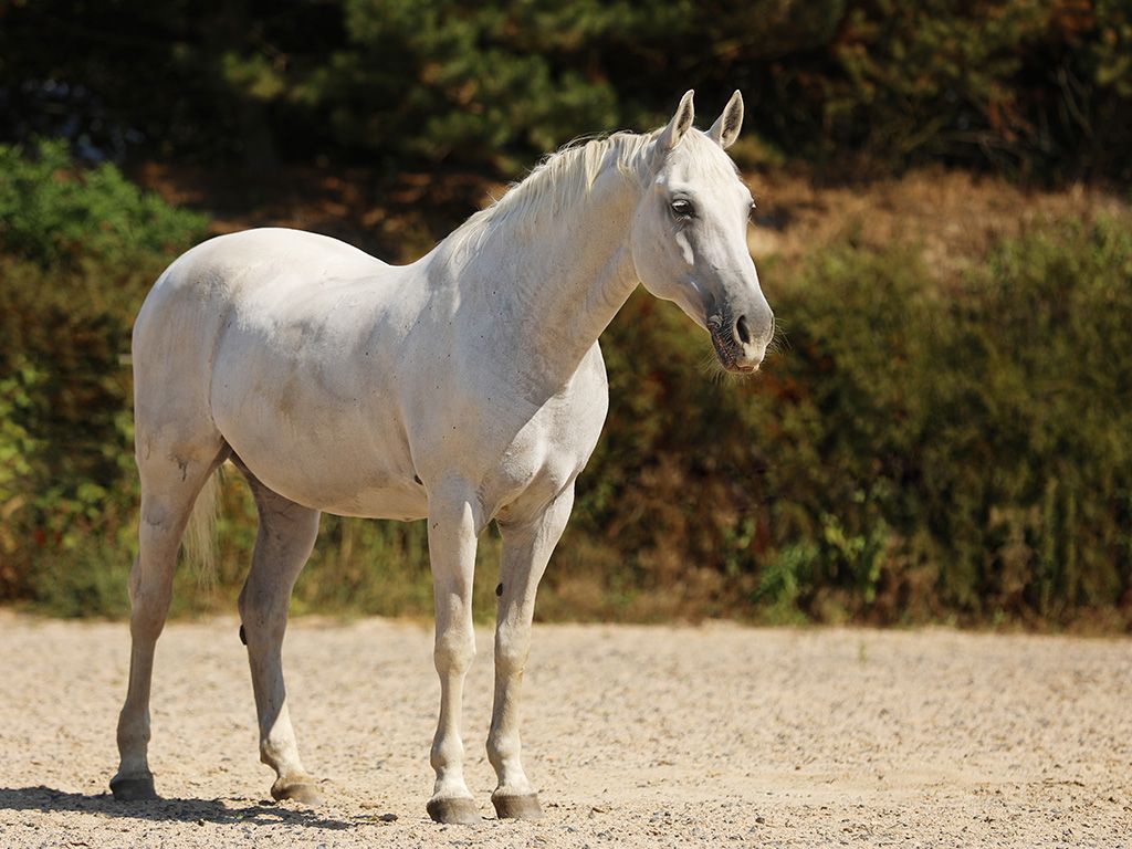 Lipizzaner
