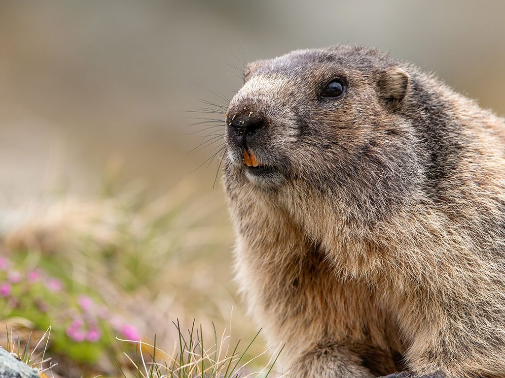 Marmot