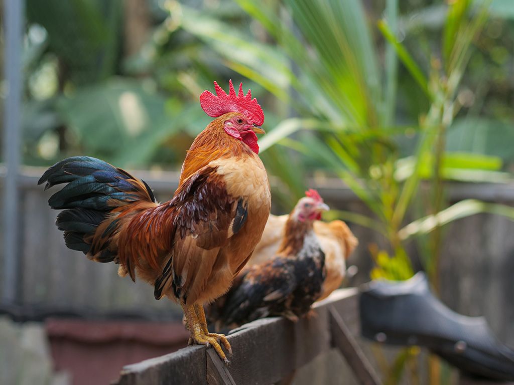 Deze haan werd beschuldigd van geluidsoverlast, mag blijven kraaien op het eiland Île d’Oléron in het westen van Frankrijk. Wat is de naam van de haan die een proces in 2019 won dat symbool stond voor de clash tussen plattelandsbewoners en stedelijke inwijkelingen?
