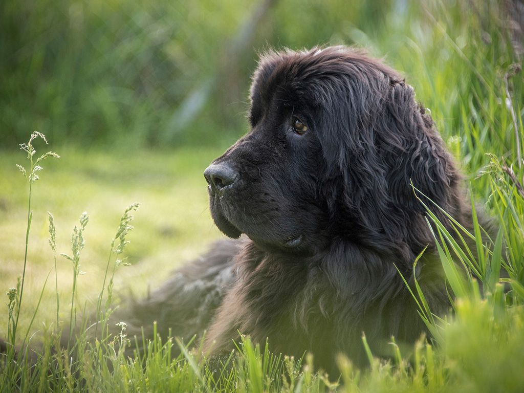 Newfoundlander
