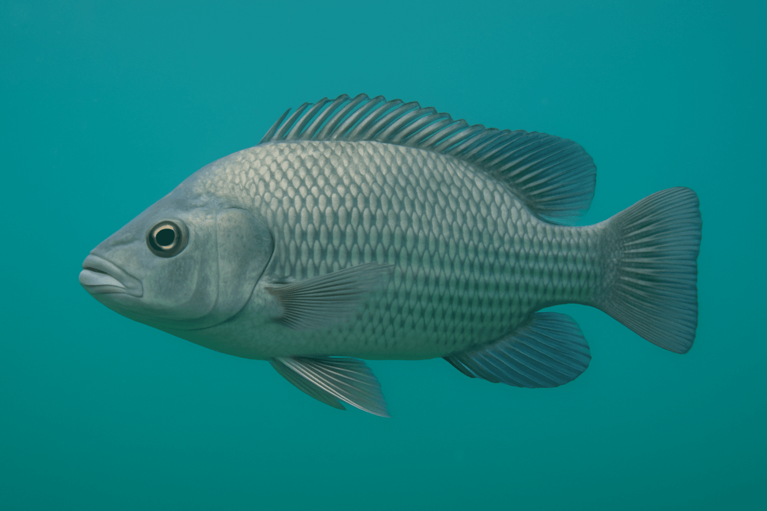 Amper drie jaar na het afwerken van zijn doctoraat zette wetenschapper Stijn Van Hoestenberghe zijn onderzoek naar duurzaam geteelde vis om in de praktijk met het bedrijf Aqua4C. In deze viskwekerij in Kruishoutem wordt een duurzame Belgische vis gekweekt die groeit in puur hemelwater en uitsluitend vegetarisch voedsel eet. Over welke vis hebben wij het hier?