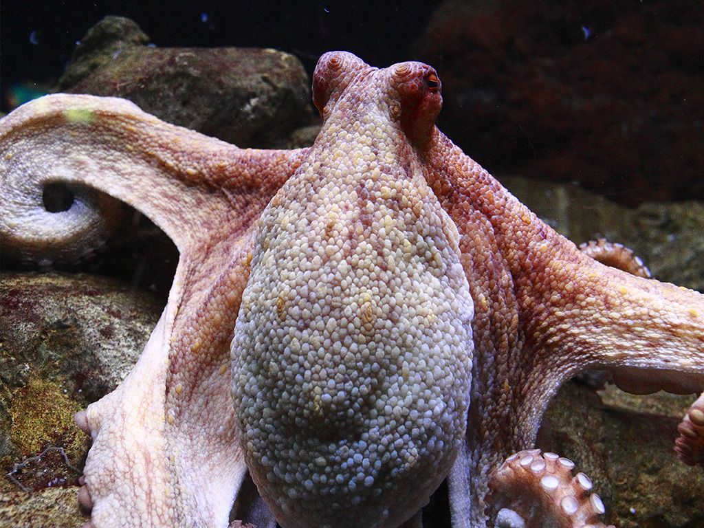 Paul de Octopus