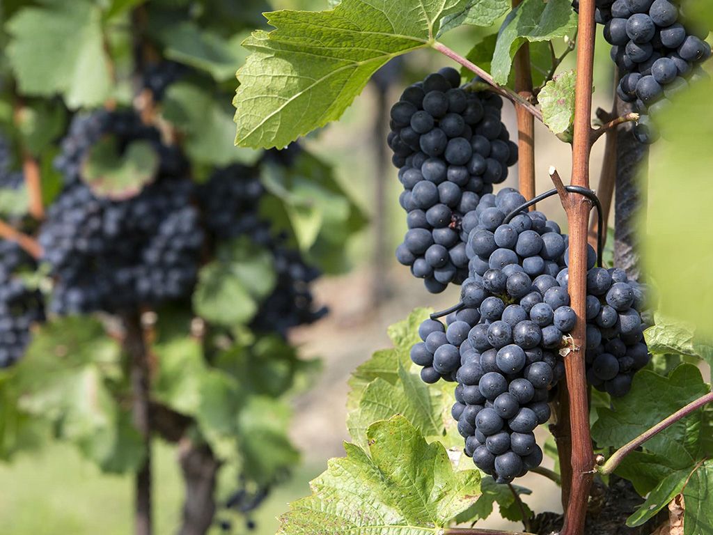 We zoeken een druivensoort, die zijn oorsprong vindt en hoofdzakelijk gekweekt wordt in het Franse Bourgondië. Ze is vooral bekend door de voornamelijk rode wijnen die er mee gemaakt worden. Het gaat om een blauw druivenras, met een compacte tros en druiven met een dunne schil. In het Duits heet het druivenras Spätburgunder, maar wat is de meer courante Franse naam? (Speetboergoender)