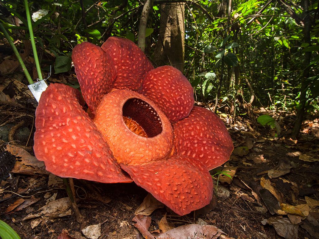 Rafflesia