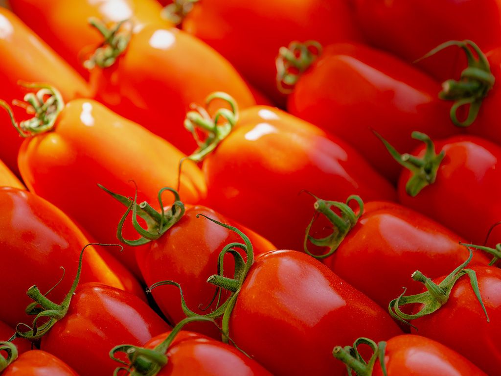 Roma tomaten