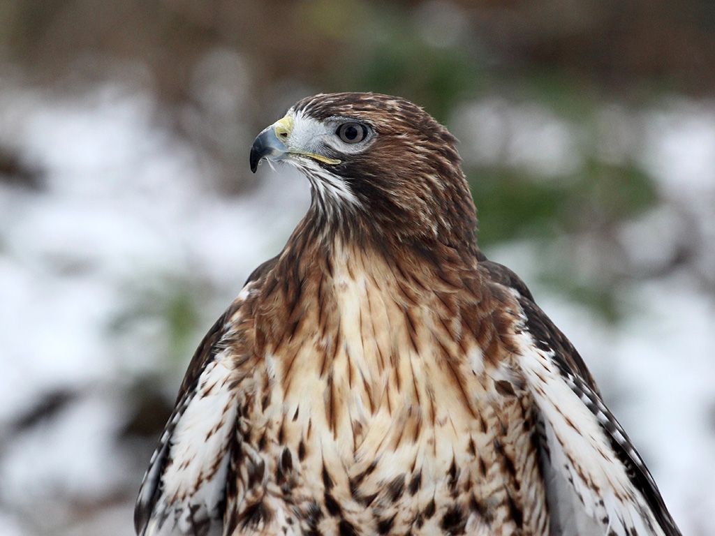 Roodstaartbuizerd