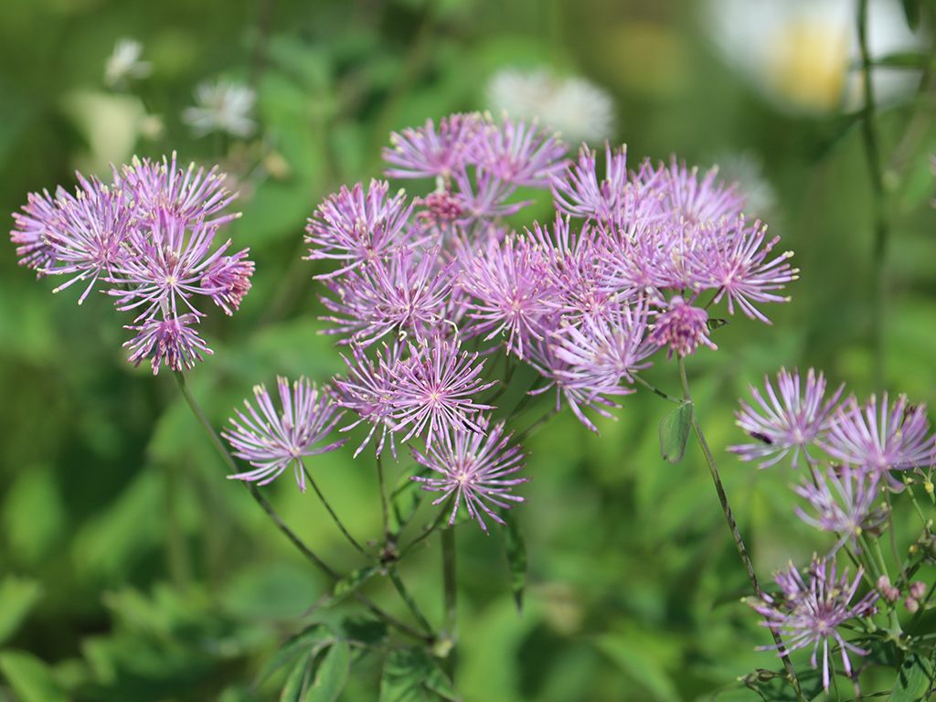 Ruit Thalictrum
