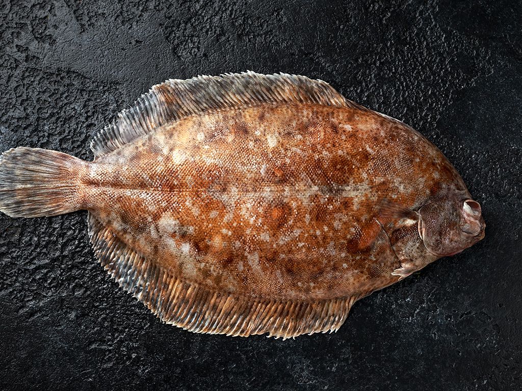 Na de garnaal vorig jaar is de vis van het jaar in 2023 weer een echte vis. Weet jij welke vis dit jaar de titel "vis van het jaar 2023" heeft gekregen?