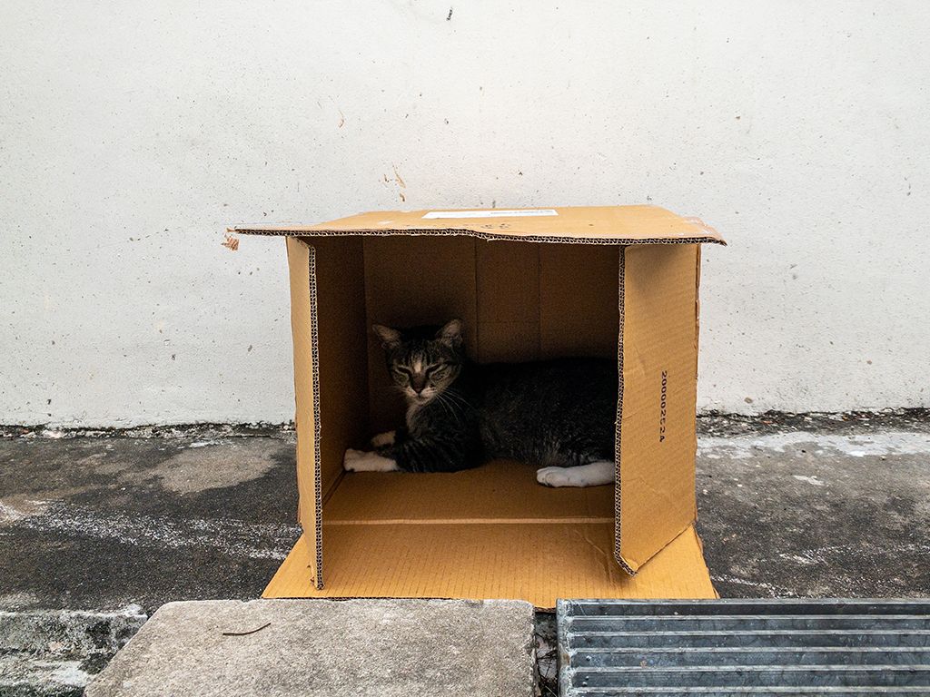 Welk beroemd gedachte-experiment uit de natuurkunde wordt vaak gebruikt om een paradox in de kwantummechanica duidelijk te maken, waarbij een doos en een mogelijke superpositie van levend en niet-levend centraal staan?