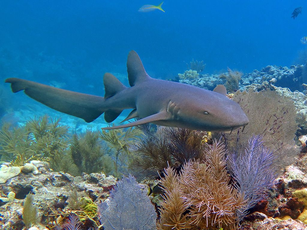 Verpleegsterhaai