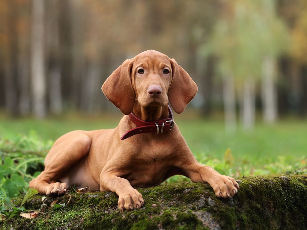 Vizla hond
