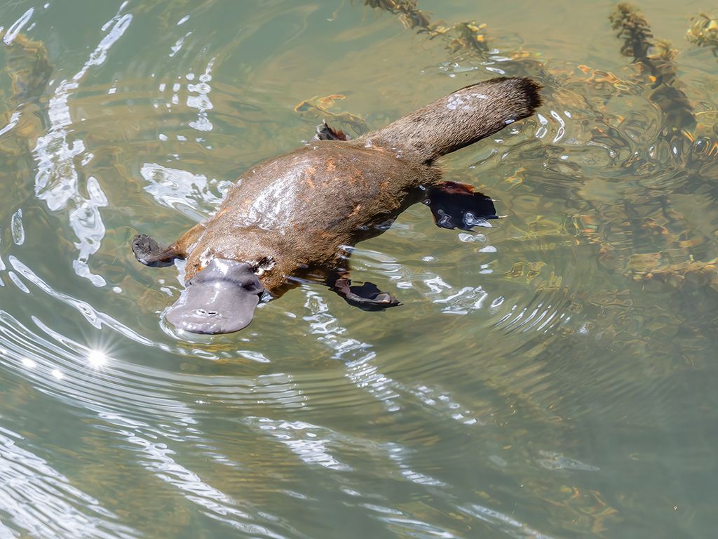 Vogelbekdier in water