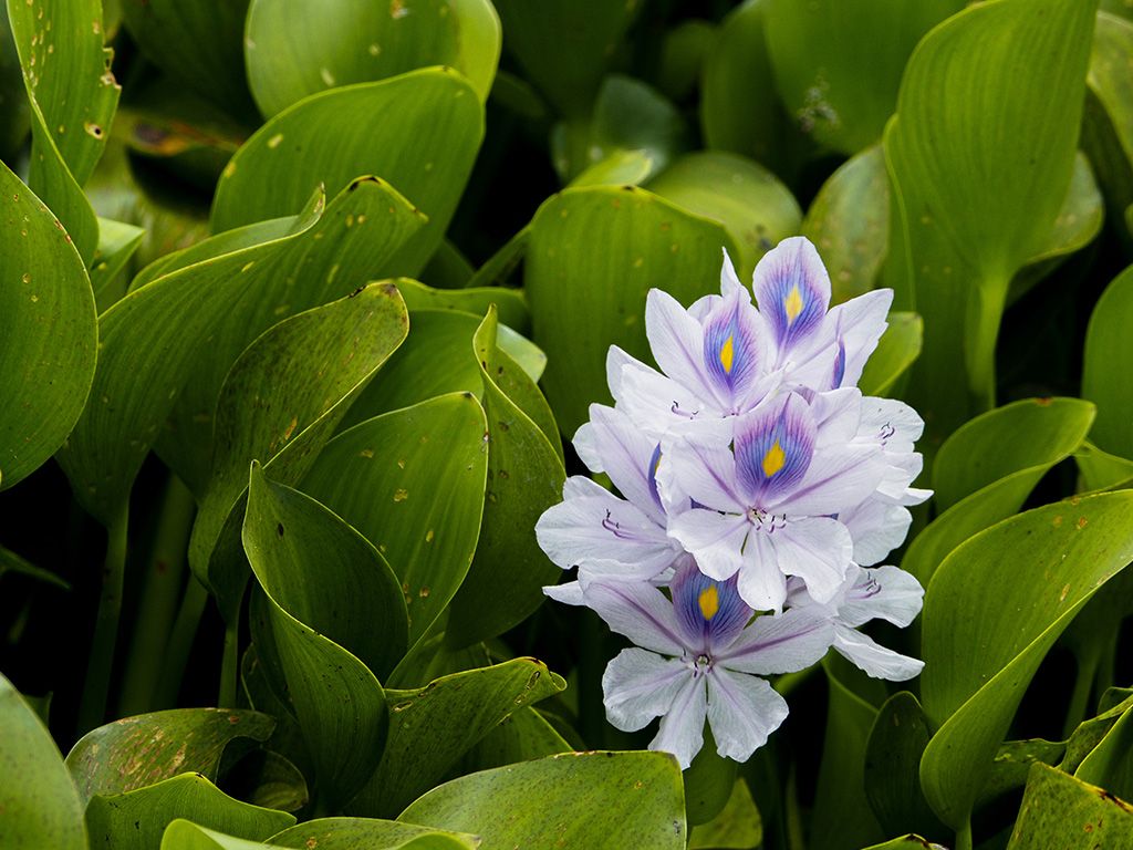 Waterhyacint