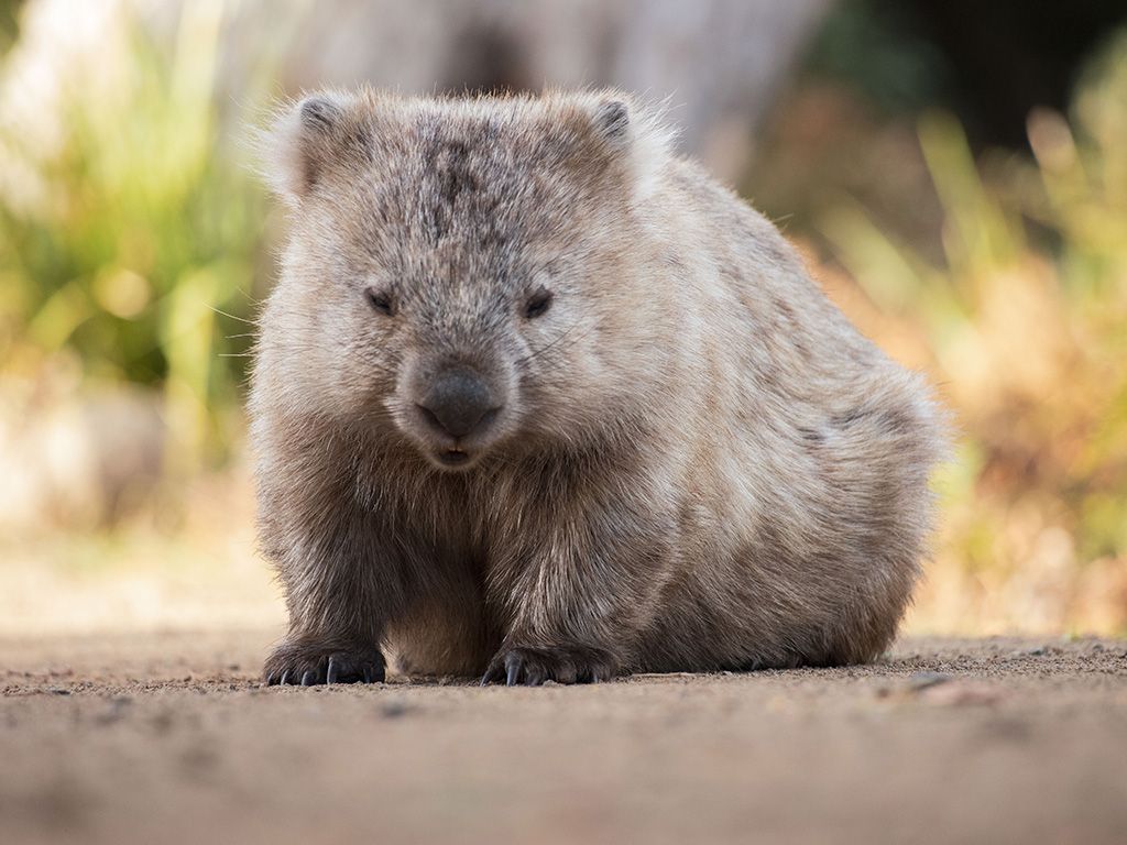 Wombat